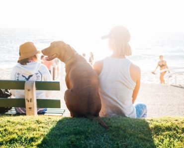 7 façons dont les animaux domestiques vous rendent en meilleure santé