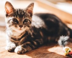 Bébés chatons : Ce que vous devez savoir ?
