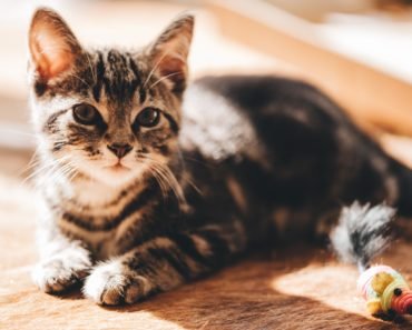 Bébés chatons : Ce que vous devez savoir ?