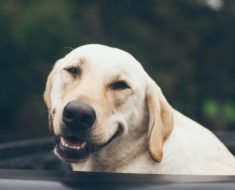 7 raisons pour lesquelles les chiens font les meilleurs animaux domestiques