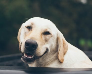 7 raisons pour lesquelles les chiens font les meilleurs animaux domestiques