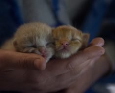 Le sevrage des chatons : comment et quand ?