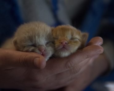 Le sevrage des chatons : comment et quand ?