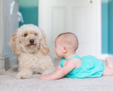 Les animaux domestiques peuvent-ils améliorer la santé de vos enfants ou non?